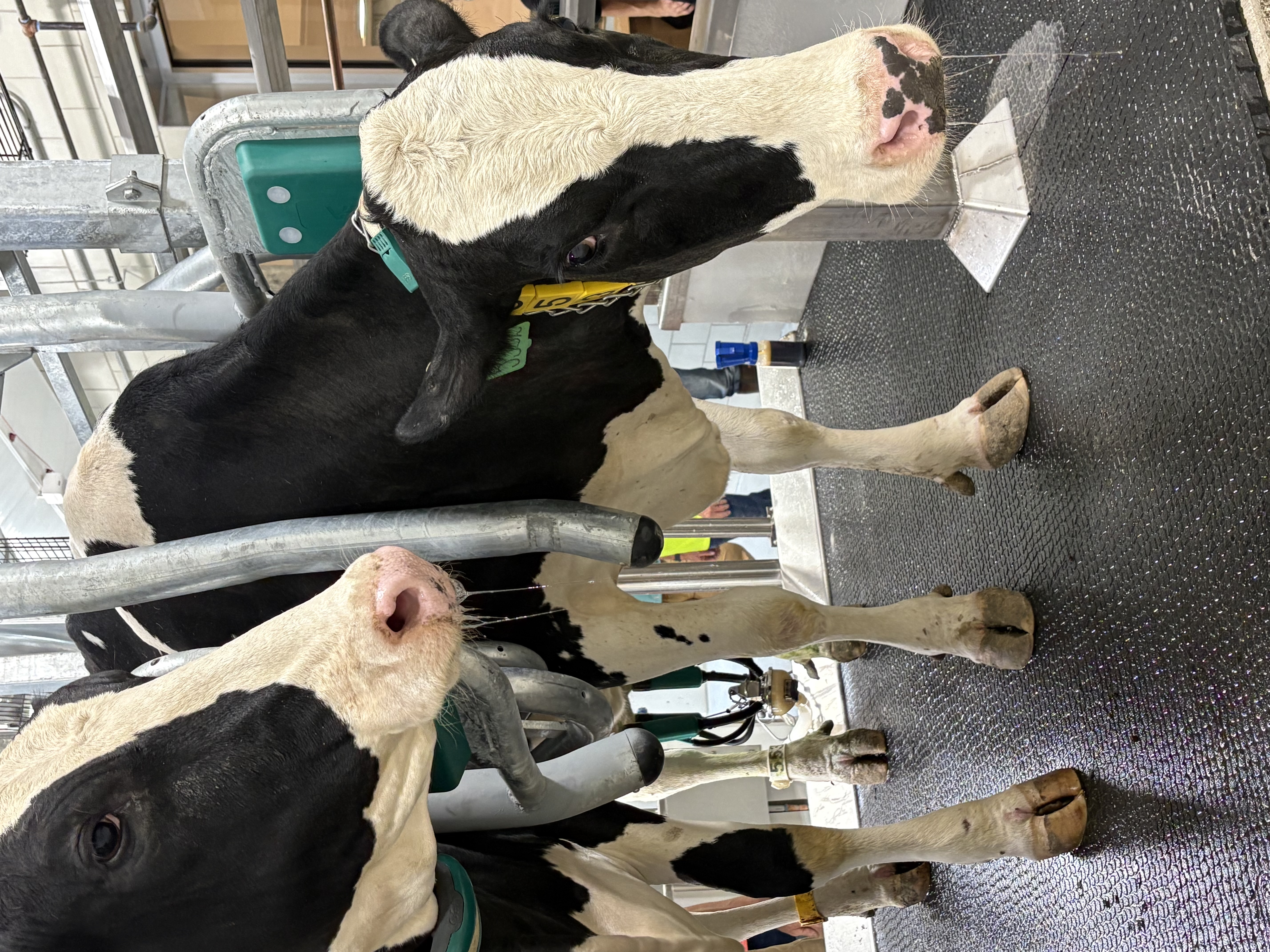 Dairy cows.jpeg